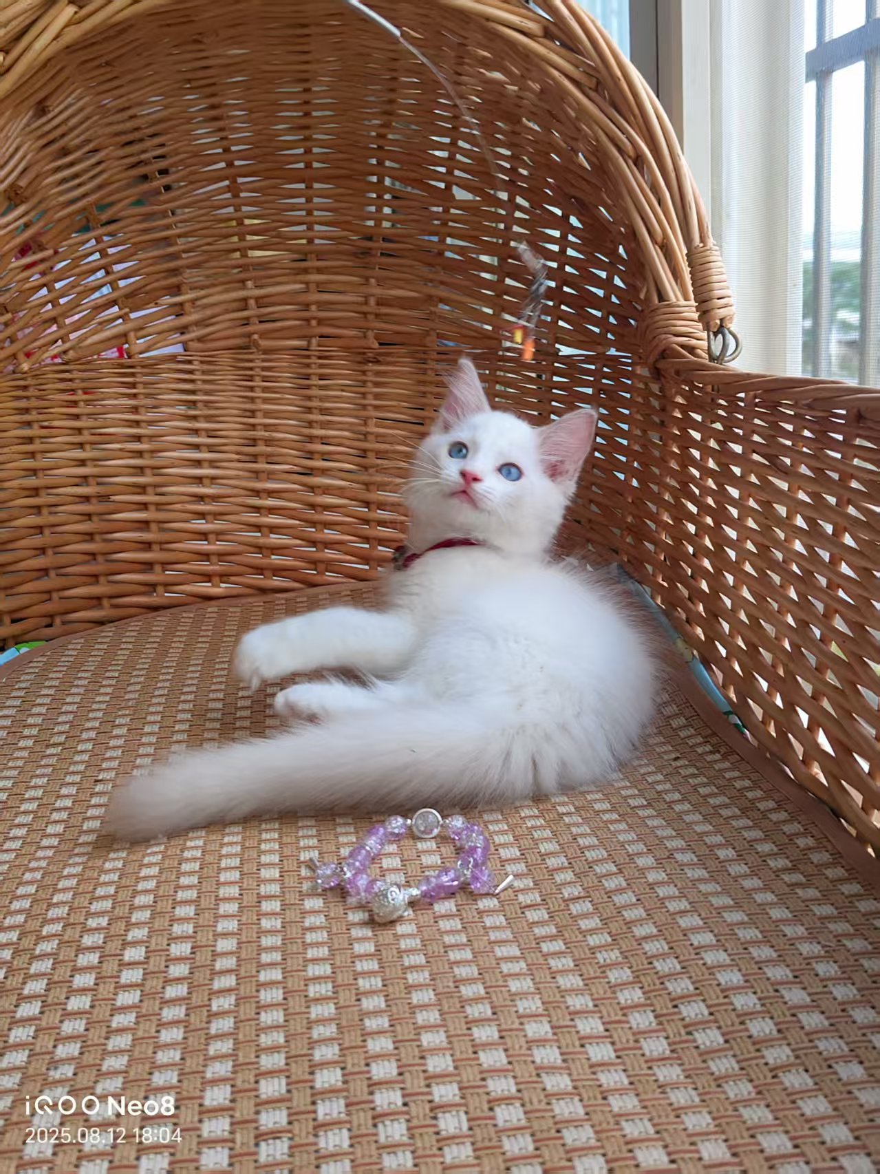 家养山猫纹布偶